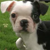 Штене са тешким стањем превазилази шансе, учи да хода