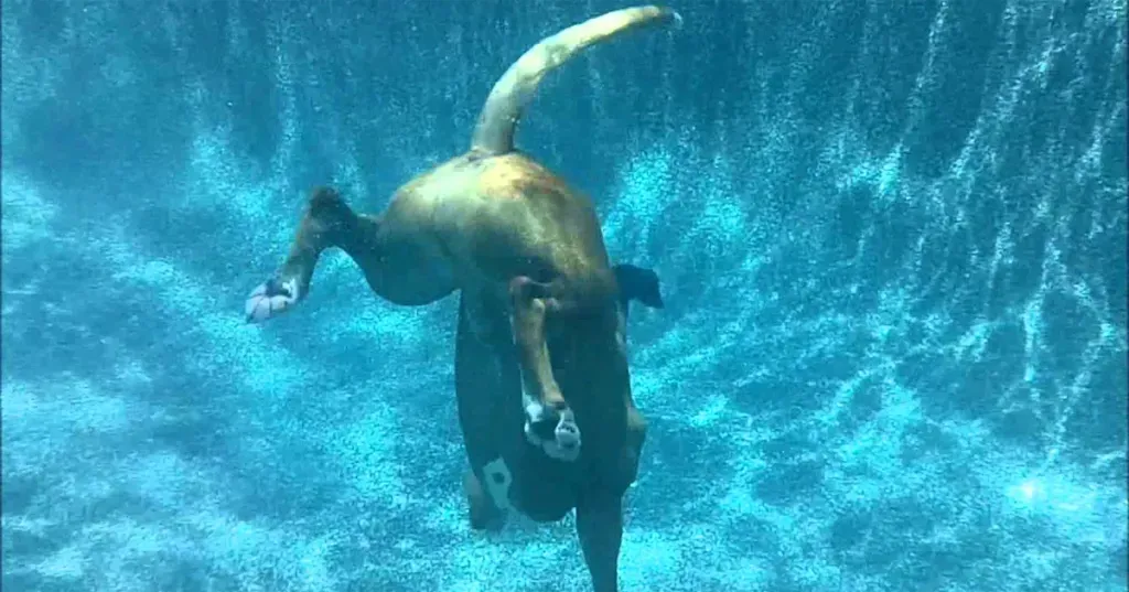 Куче за дълбоко гмуркане