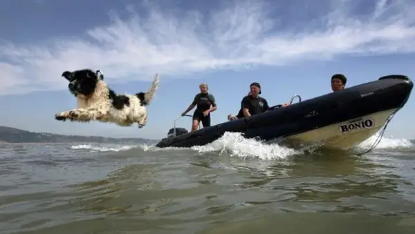 Nova -dogs feliciteren de eigenaar om de overledene te redden
