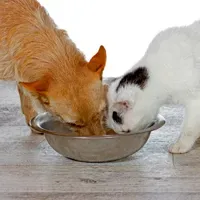 Un programme de bons d'alimentation pour animaux de compagnie aide les familles à faible revenu