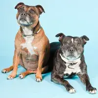 Assma sier at det ikke øker antall lover