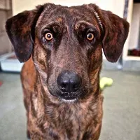 Pas heroj iz Afganistana nominiran za Cruftsovu čast