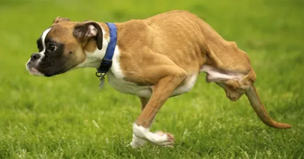 Удивительный щенок учится передвигаться на двух ногах