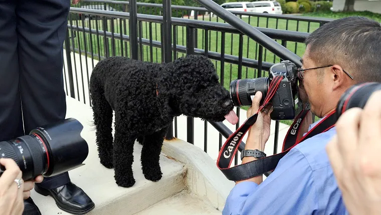 Obamos šuo nenustos tuštintis Baltuosiuose rūmuose' decoding='async' fetchpriority='high' title=