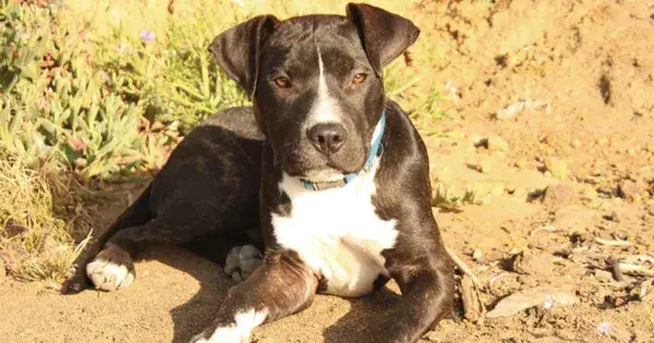 La vie d'un chien à San Francisco dépend de l'équilibre