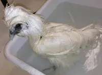 Dvojnohý pes a nadýchané kura sú najlepší priatelia