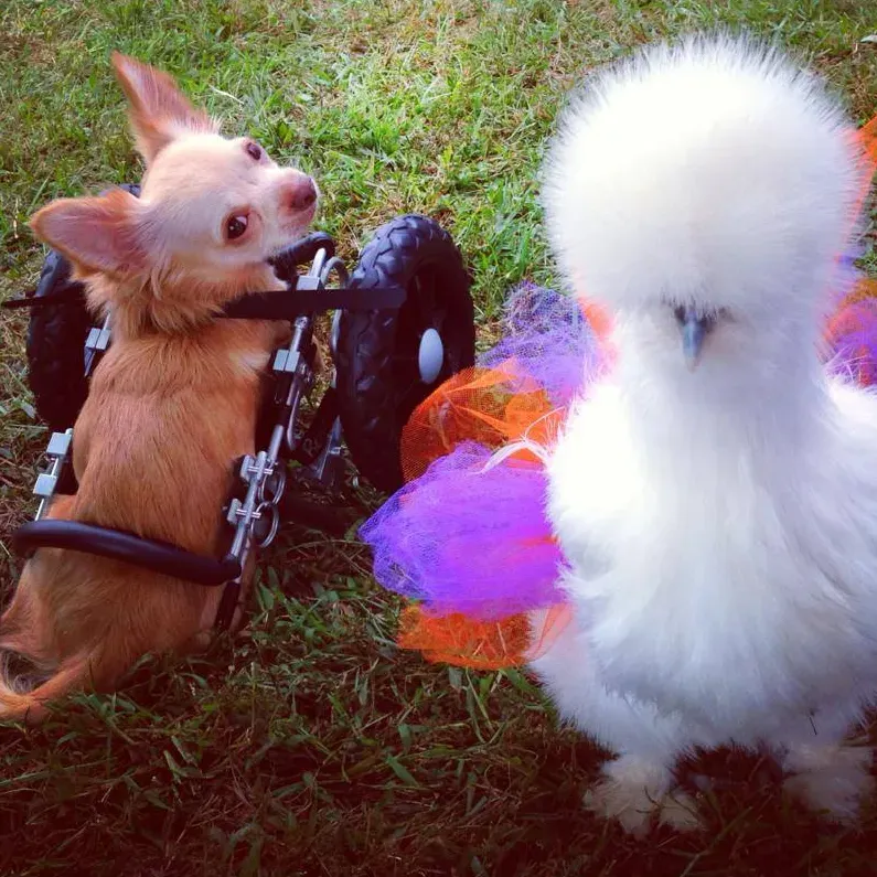 Le chien à deux pattes et le poulet moelleux sont les meilleurs amis