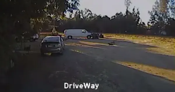 Rotveileris išgelbėja mažą šunį nuo kojoto