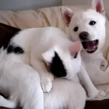 Cat gir Shiba Inu et bad