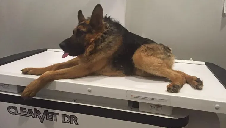 짧은 척추 증후군을 앓고 있는 개는 특별한 도움이 필요한 입양을 돕습니다