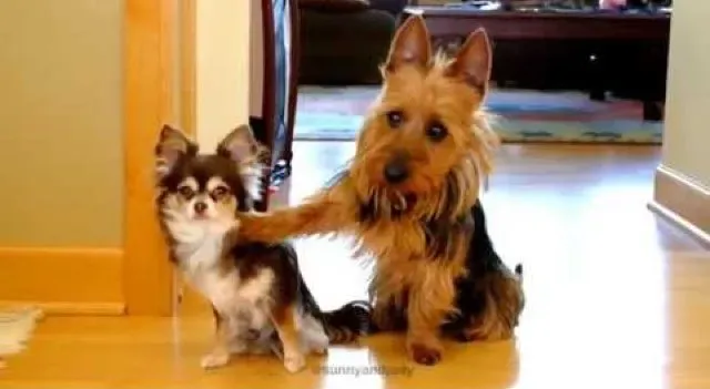 8 cani sicuramente colpevoli, ma così carini che devi perdonarli [VIDEO]