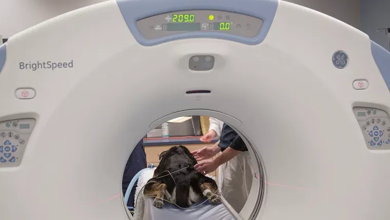 Uma garota abraça um cachorro preto e branco.' title=