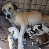 Afganistano veterinarai vėl susitinka su šunimis, kuriuos išgelbėjo mūšio lauke