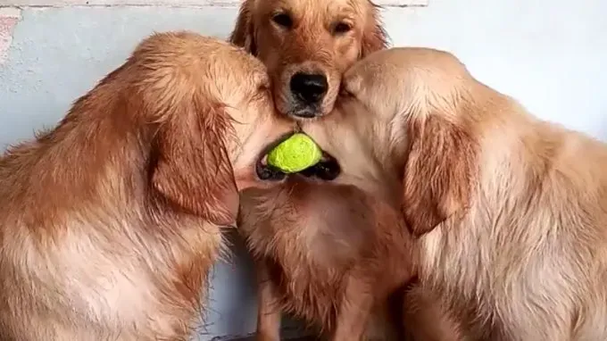 Les gifs de chiens aléatoires sont la meilleure chose sur Internet aujourd'hui