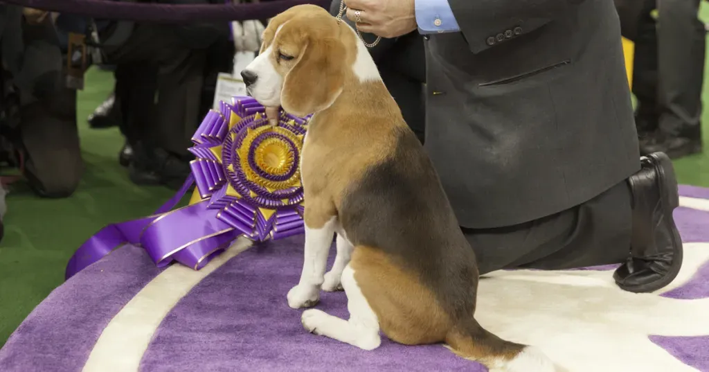 Beagle voitti 139. Westminsterin