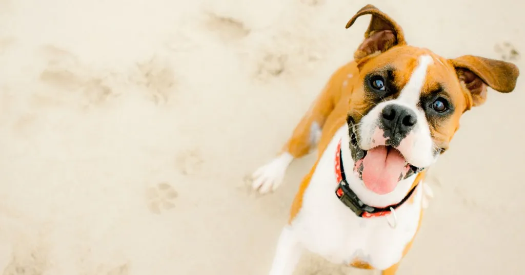 סרטון השבוע של DogTime: ללקק את הליים