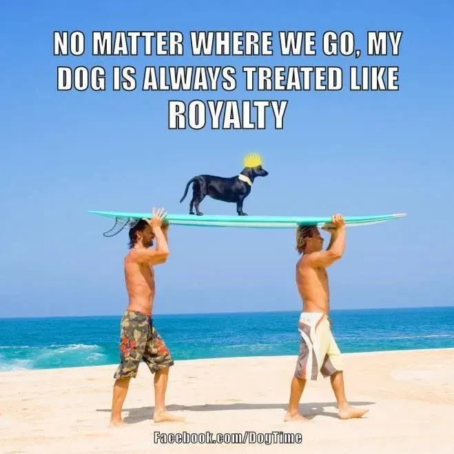 Můj pes je královský' title=