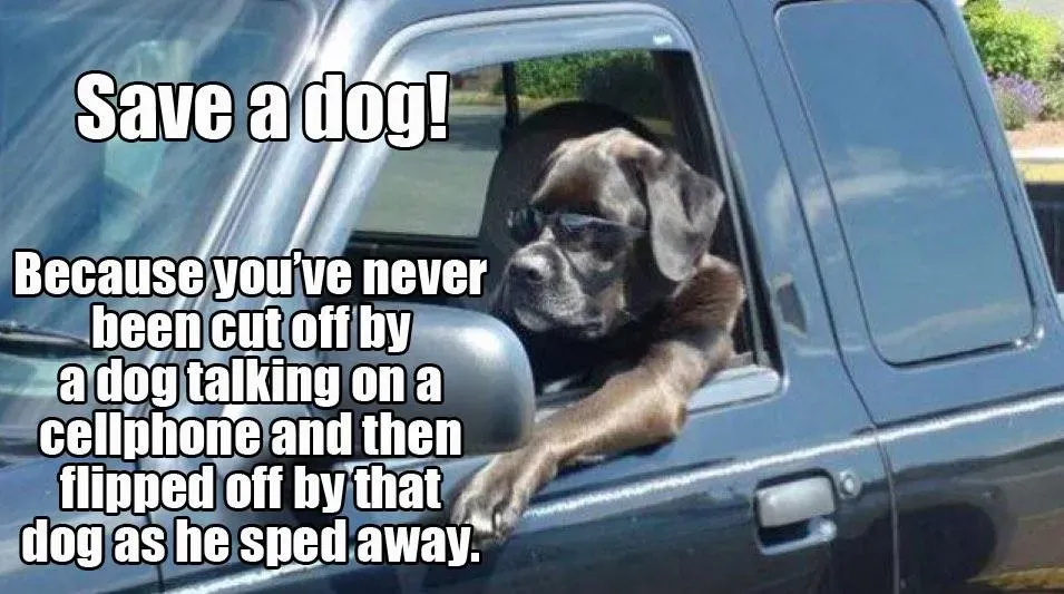 Zachraňte psa' title=