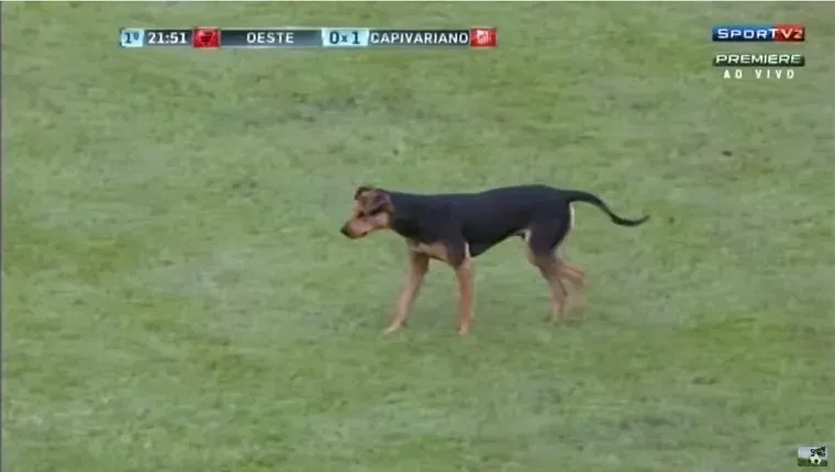 En hund går på en fotballbane.' title=