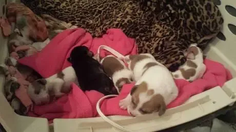 Szczenięta urodzone z rozszczepem podniebienia mają szansę na walkę dzięki obrońcom zwierząt z Chicago