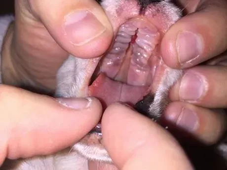 Szczenięta urodzone z rozszczepem podniebienia mają szansę na walkę dzięki obrońcom zwierząt z Chicago