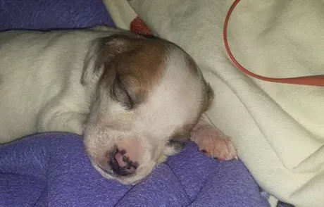 Szczenięta urodzone z rozszczepem podniebienia mają szansę na walkę dzięki obrońcom zwierząt z Chicago