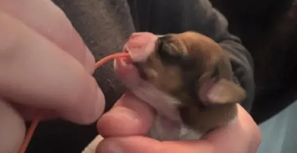 Štěňata narozená s rozštěpem mají šanci bojovat díky chicagským ochráncům zvířat