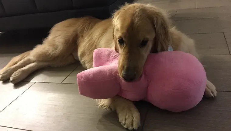 Stenlijs Garīgi apgrūtinātais zelta retrīvers iekaro interneta sirdi