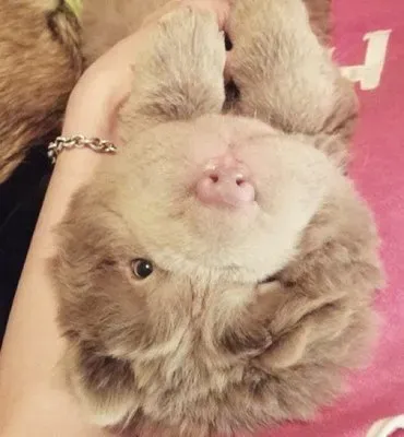 En Shar Pei vid namn Tonkey fick 100 000 följare på åtta veckor