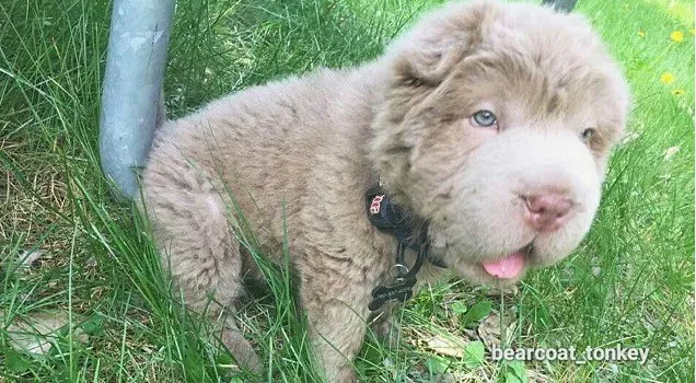 En Shar Pei vid namn Tonkey fick 100 000 följare på åtta veckor