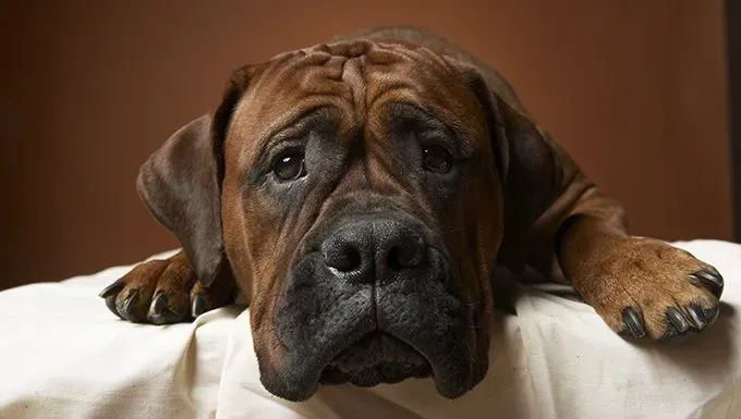 žalosten pes na postelji' title=