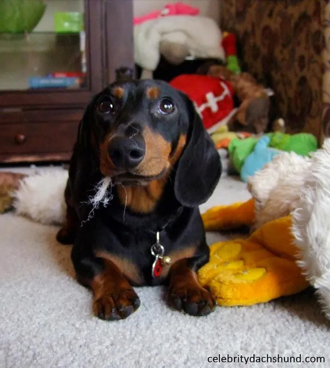 UHIĆENO: 26 pasa krivih [SLIKE]' title=