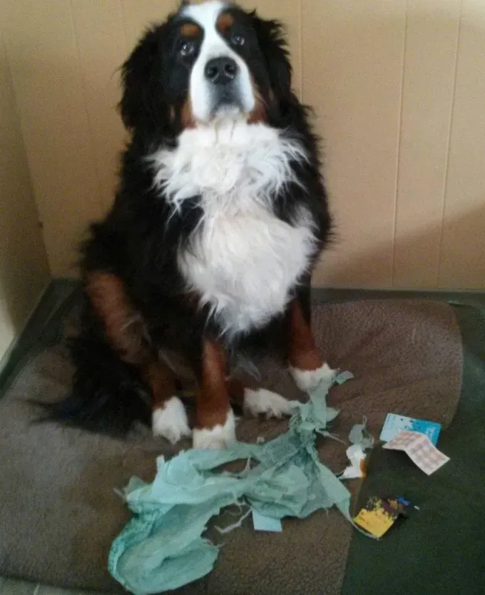 UHIĆENO: 26 pasa krivih [SLIKE]' title=