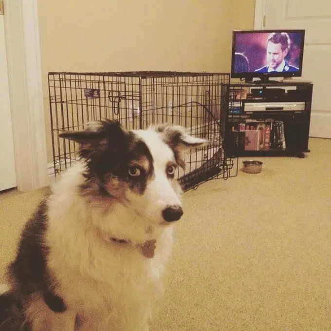 UHIĆENO: 26 pasa krivih [SLIKE]' title=