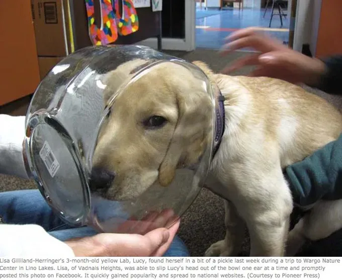 UHIĆENO: 26 pasa krivih [SLIKE]' title=