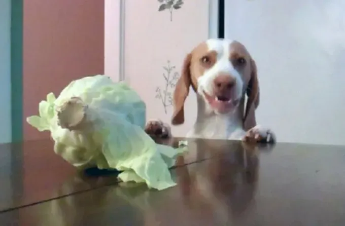 UHIĆENO: 26 pasa krivih [SLIKE]' title=