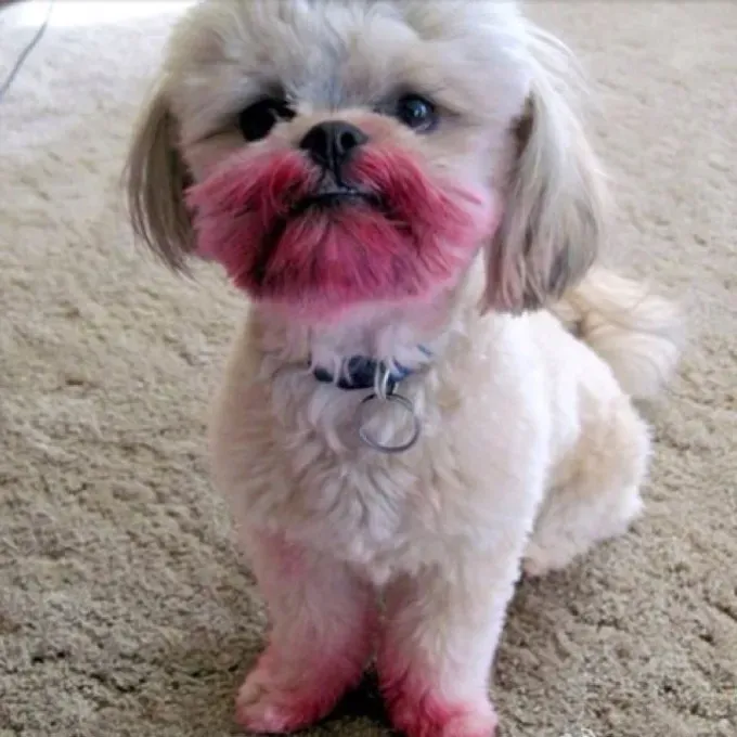 UHIĆENO: 26 pasa krivih [SLIKE]' title=