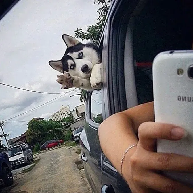 UHIĆENO: 26 pasa krivih [SLIKE]' title=