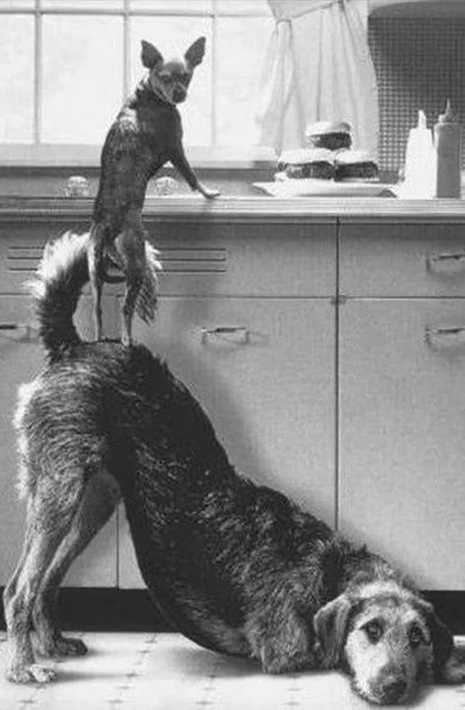 UHIĆENO: 26 pasa krivih [SLIKE]' title=