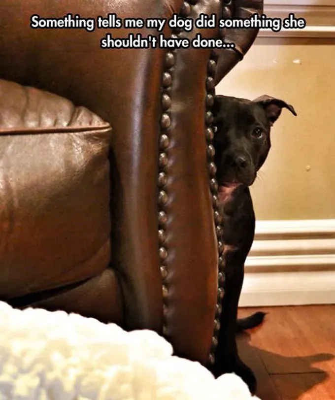 UHIĆENO: 26 pasa krivih [SLIKE]' title=