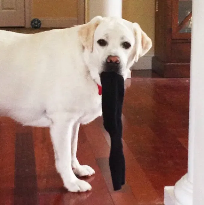 UHIĆENO: 26 pasa krivih [SLIKE]' title=