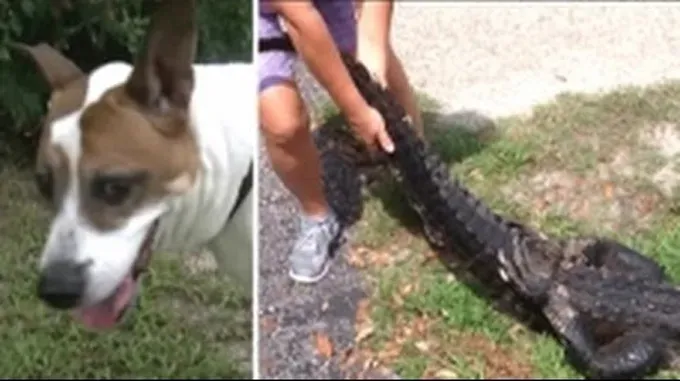 Mujer lucha contra un caimán para salvar a su perro [VIDEO]