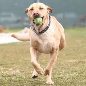 Labrador taber 78 pund, er klar til nyt hjem