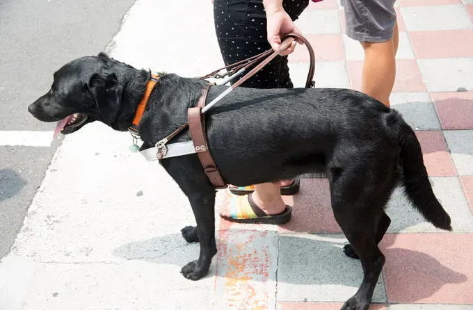 Parlez pour lutter contre la fraude liée aux chiens d'assistance