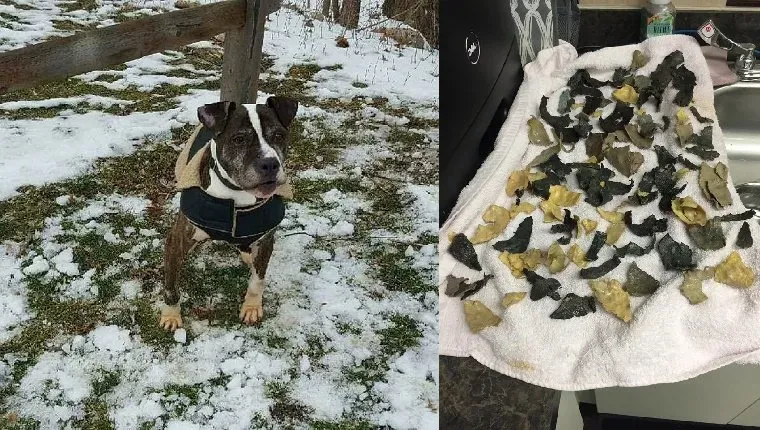 94 kúskov plastu odstránených zo žalúdka hladujúceho, zanedbaného psa