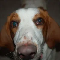 Wily Basset mix trouve un foyer après 6 ans de cavale