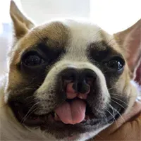 Кученце с цепнатина на устната, небцето помага на деца с подобни състояния