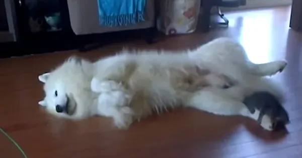 חתלתול וסמויד הם BFFs