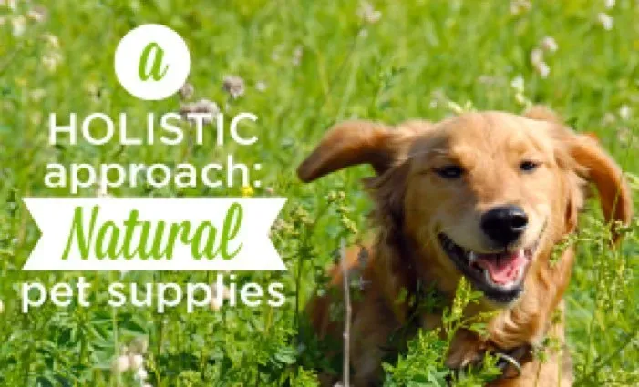 Bekæmp lopper og flåter på den naturlige måde: Wondercide Pet Product Review