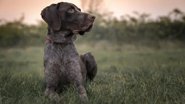 german shorthaired pointer
